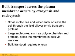 Bulk transport across the plasma
membrane occurs by exocytosis and
endocytosis
     • Small molecules and water enter or leave the
       cell through the lipid bilayer or via transport
       proteins
     • Large molecules, such as polysaccharides and
       proteins, cross the membrane in bulk via
       vesicles
     • Bulk transport requires energy


© 2011 Pearson Education, Inc.
 