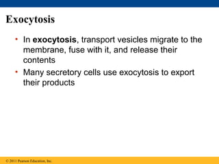 Exocytosis
     • In exocytosis, transport vesicles migrate to the
       membrane, fuse with it, and release their
       contents
     • Many secretory cells use exocytosis to export
       their products




© 2011 Pearson Education, Inc.
 