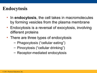 Endocytosis
     • In endocytosis, the cell takes in macromolecules
       by forming vesicles from the plasma membrane
     • Endocytosis is a reversal of exocytosis, involving
       different proteins
     • There are three types of endocytosis
                – Phagocytosis (“cellular eating”)
                – Pinocytosis (“cellular drinking”)
                – Receptor-mediated endocytosis




© 2011 Pearson Education, Inc.
 
