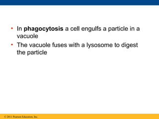 • In phagocytosis a cell engulfs a particle in a
       vacuole
     • The vacuole fuses with a lysosome to digest
       the particle




© 2011 Pearson Education, Inc.
 