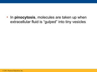 • In pinocytosis, molecules are taken up when
       extracellular fluid is “gulped” into tiny vesicles




© 2011 Pearson Education, Inc.
 