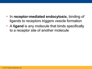 • In receptor-mediated endocytosis, binding of
       ligands to receptors triggers vesicle formation
     • A ligand is any molecule that binds specifically
       to a receptor site of another molecule




© 2011 Pearson Education, Inc.
 