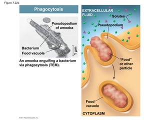 Figure 7.22a

                       Phagocytosis                EXTRACELLULAR
                                                   FLUID        Solutes

                                Pseudopodium              Pseudopodium
                                  of amoeba




                Bacterium




                                            1 µm
                Food vacuole

               An amoeba engulfing a bacterium                      “Food”
               via phagocytosis (TEM).                              or other
                                                                    particle




                                                    Food
                                                    vacuole

                                                   CYTOPLASM
 