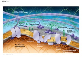 Figure 7.5




             Fibers of extra-
             cellular matrix (ECM)




                    Glyco-           Carbohydrate
                    protein
                                                                 Glycolipid
                                                                           EXTRACELLULAR
                                                                           SIDE OF
                                                                           MEMBRANE




                                Cholesterol

             Microfilaments                   Peripheral
             of cytoskeleton                  proteins
                                                           Integral
                                                           protein
                                                                      CYTOPLASMIC SIDE
                                                                      OF MEMBRANE
 