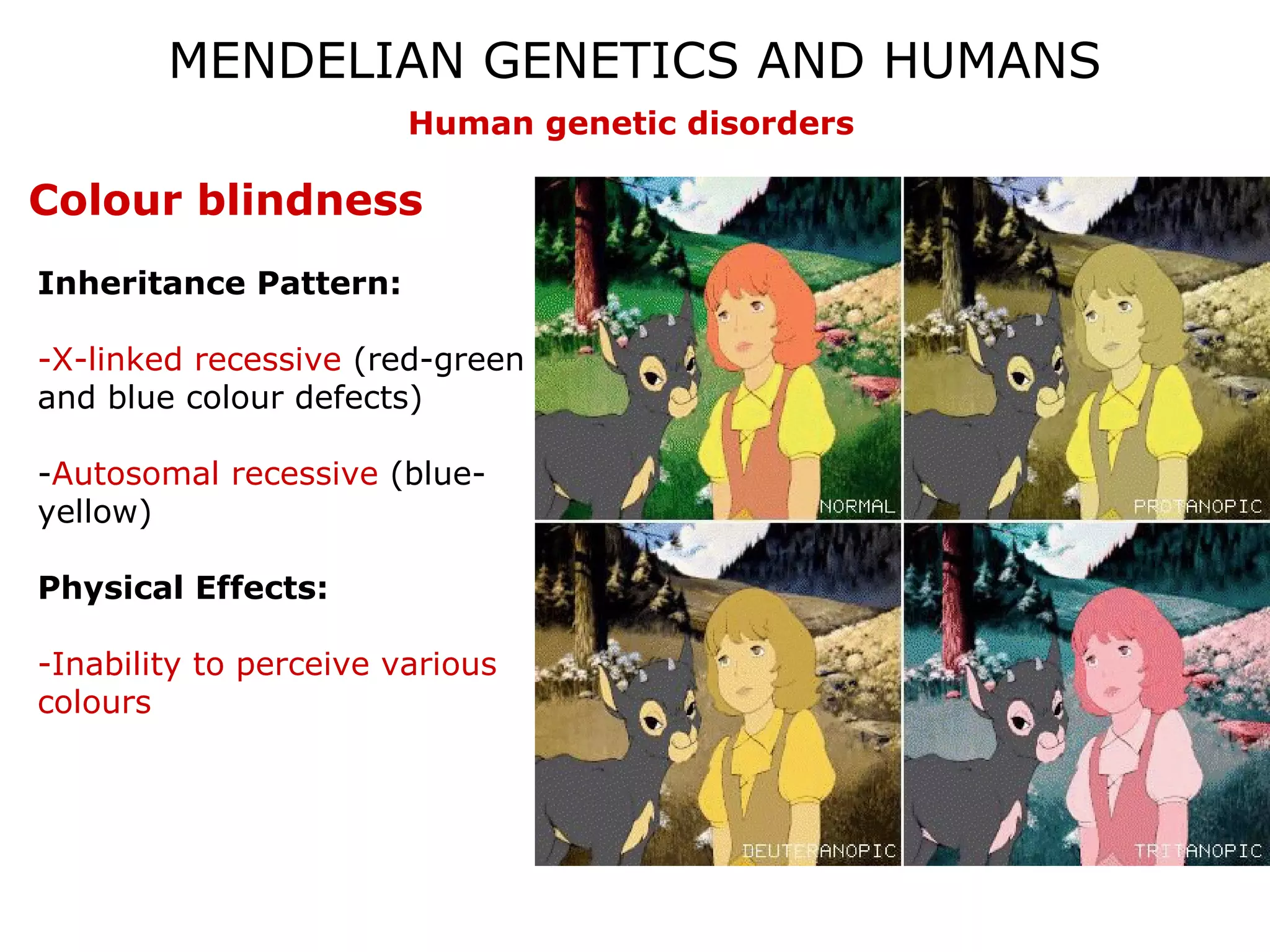 07 mendelian genetics and humans | PPT