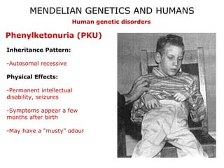 MENDELIAN GENETICS AND HUMANS
Human genetic disorders

Phenylketonuria (PKU)
Inheritance Pattern:
-Autosomal recessive
Physical Effects:
-Permanent intellectual
disability, seizures
-Symptoms appear a few
months after birth
-May have a “musty” odour

 