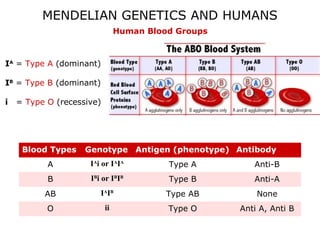 MENDELIAN GENETICS AND HUMANS
Human Blood Groups

IA = Type A (dominant)
IB = Type B (dominant)
i

= Type O (recessive)

Blood Types

Genotype Antigen (phenotype) Antibody

A

IAi or IAIA

Type A

Anti-B

B

IBi or IBIB

Type B

Anti-A

AB

IAIB

Type AB

None

O

ii

Type O

Anti A, Anti B

 