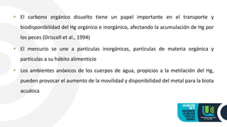  El carbono orgánico disuelto tiene un papel importante en el transporte y
biodisponibilidad del Hg orgánico e inorgánico, afectando la acumulación de Hg por
los peces (Driscoll et al., 1994)
 El mercurio se une a partículas inorgánicas, partículas de materia orgánica y
partículas a su hábito alimenticio
 Los ambientes anóxicos de los cuerpos de agua, propicios a la metilación del Hg,
pueden provocar el aumento de la movilidad y disponibilidad del metal para la biota
acuática
 
