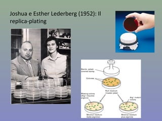Joshua e Esther Lederberg (1952): Il
replica-plating
 