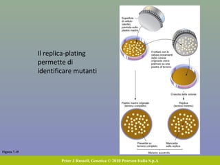 Figura 7.15
Peter J Russell, Genetica © 2010 Pearson Italia S.p.A
Il replica-plating
permette di
identificare mutanti
 
