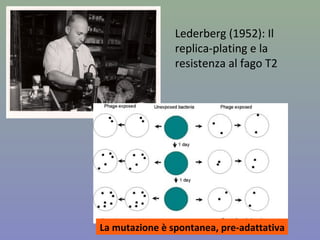 Lederberg (1952): Il
replica-plating e la
resistenza al fago T2
La mutazione è spontanea, pre-adattativa
 