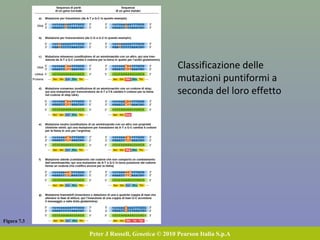 Figura 7.3
Peter J Russell, Genetica © 2010 Pearson Italia S.p.A
Classificazione delle
mutazioni puntiformi a
seconda del loro effetto
 
