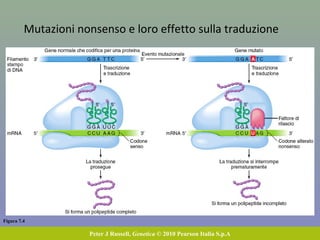 Figura 7.4
Peter J Russell, Genetica © 2010 Pearson Italia S.p.A
Mutazioni nonsenso e loro effetto sulla traduzione
 