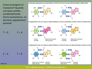 Figura 7.6
Peter J Russell, Genetica © 2010 Pearson Italia S.p.A
Come avvengono le
mutazioni? Quando
una base cambia
accidentalmente
forma tautomerica, ne
derivano appaiamenti
anomali:
T – G C – A
C – A T – G
 