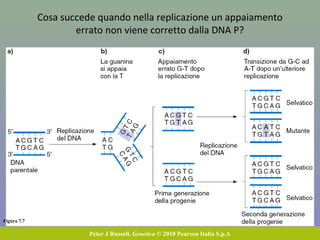 Figura 7.7
Peter J Russell, Genetica © 2010 Pearson Italia S.p.A
Cosa succede quando nella replicazione un appaiamento
errato non viene corretto dalla DNA P?
 