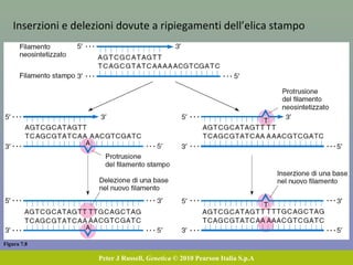 Figura 7.8
Peter J Russell, Genetica © 2010 Pearson Italia S.p.A
Inserzioni e delezioni dovute a ripiegamenti dell’elica stampo
 