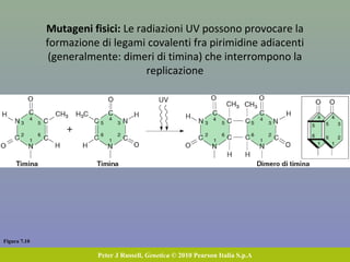 Figura 7.10
Peter J Russell, Genetica © 2010 Pearson Italia S.p.A
Mutageni fisici: Le radiazioni UV possono provocare la
formazione di legami covalenti fra pirimidine adiacenti
(generalmente: dimeri di timina) che interrompono la
replicazione
 