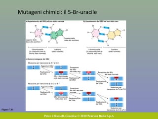 Figura 7.11
Peter J Russell, Genetica © 2010 Pearson Italia S.p.A
Mutageni chimici: il 5-Br-uracile
 