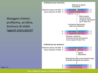 Figura 7.13
Peter J Russell, Genetica © 2010 Pearson Italia S.p.A
Mutageni chimici:
proflavina, acridina,
bromuro di etidio
(agenti intercalanti)
 