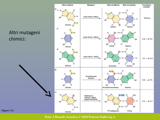 Figura 7.12
Peter J Russell, Genetica © 2010 Pearson Italia S.p.A
Altri mutageni
chimici:
 