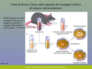 Figura 7.14
Peter J Russell, Genetica © 2010 Pearson Italia S.p.A
Il test di Ames si basa sulla capacità dei mutageni chimici
di indurre retromutazione
Molte sostanze non sono
mutagene di per sé, ma
vengono convertite in
mutageni dall’azione di
enzimi epatici
 