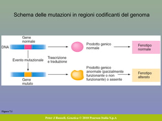 Figura 7.1
Peter J Russell, Genetica © 2010 Pearson Italia S.p.A
Schema delle mutazioni in regioni codificanti del genoma
 