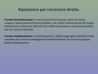 Riparazione per correzione diretta
Tramite fotoriattivazione: In vari procarioti ed Eucarioti, dimeri di timina
vengono riparati grazie all’enzima fotoliasi, che scinde il dimero grazie all’energia
rilasciata da un fotone (λ=320-370 nm). (Nell’uomo esiste un meccanismo simile,
ma non l’enzima fotoliasi).
Tramite metiltransferasi: In molti procarioti, l’effetto degli agenti alchilanti viene
annullato da un enzima (metilguanina-metiltransferasi) che rimuove il gruppo
metilico dalla guanina
 