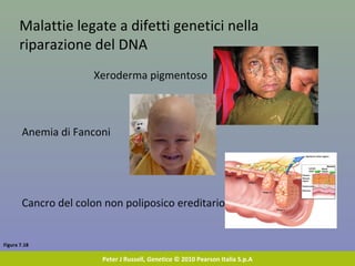 Figura 7.18
Peter J Russell, Genetica © 2010 Pearson Italia S.p.A
Malattie legate a difetti genetici nella
riparazione del DNA
Xeroderma pigmentoso
Anemia di Fanconi
Cancro del colon non poliposico ereditario
 