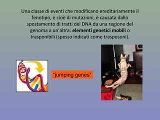 Una classe di eventi che modificano ereditariamente il
fenotipo, e cioè di mutazioni, è causata dallo
spostamento di tratti del DNA da una regione del
genoma a un’altra: elementi genetici mobili o
trasponibili (spesso indicati come trasposoni).
“jumping genes”
 