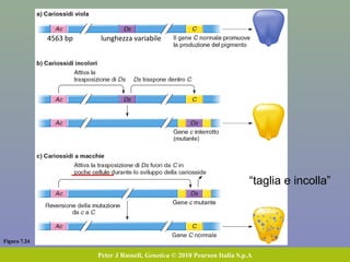 Figura 7.24
Peter J Russell, Genetica © 2010 Pearson Italia S.p.A
“taglia e incolla”
4563 bp lunghezza variabile
 