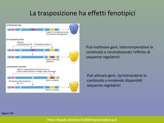 Figura 7.24
Peter J Russell, Genetica © 2010 Pearson Italia S.p.A
La trasposizione ha effetti fenotipici
Può inattivare geni, interrompendone la
continuità o neutralizzando l’effetto di
sequenze regolatrici
Può attivare geni, ripristinandone la
continuità o rendendo disponibili
sequenze regolatrici
 