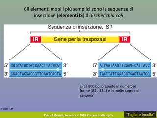 Figura 7.19
Peter J Russell, Genetica © 2010 Pearson Italia S.p.A
Gli elementi mobili più semplici sono le sequenze di
inserzione (elementi IS) di Escherichia coli
circa 800 bp, presente in numerose
forme (IS1, IS2…) e in molte copie nel
genoma
“Taglia e incolla”
 