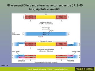 Figura 7.20
Peter J Russell, Genetica © 2010 Pearson Italia S.p.A
Gli elementi IS iniziano e terminano con sequenze (IR: 9-40
basi) ripetute e invertite
“Taglia e incolla”
 
