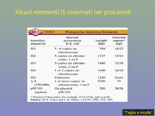 Alcuni elementi IS osservati nei procarioti
“Taglia e incolla”
 