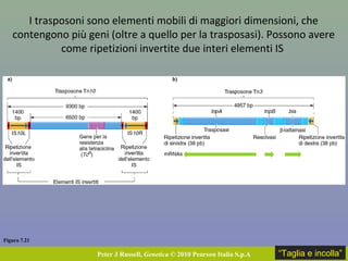 Figura 7.21
Peter J Russell, Genetica © 2010 Pearson Italia S.p.A
I trasposoni sono elementi mobili di maggiori dimensioni, che
contengono più geni (oltre a quello per la trasposasi). Possono avere
come ripetizioni invertite due interi elementi IS
“Taglia e incolla”
 