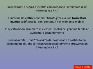 I meccanismi a “copia e incolla” comprendono l’intervento di un
intermedio a RNA
L’intermedio a RNA viene sintetizzato grazie a una trascrittasi
inversa codificata dai geni contenuti nell’elemento mobile
In questo modo, il numero di elementi mobili nel genoma tende ad
aumentare costantemente
Nei mammiferi, dal 25% al 40% dei cromosomi è costituito da
elementi mobili, che si traspongono generalmente attraverso un
intermedio a RNA
“Copia e incolla”
 