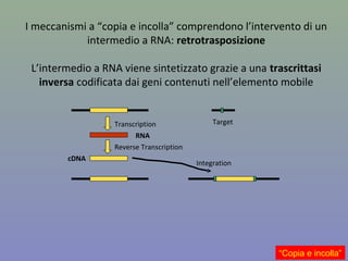I meccanismi a “copia e incolla” comprendono l’intervento di un
intermedio a RNA: retrotrasposizione
L’intermedio a RNA viene sintetizzato grazie a una trascrittasi
inversa codificata dai geni contenuti nell’elemento mobile
“Copia e incolla”
Target
Integration
Transcription
RNA
cDNA
Reverse Transcription
 