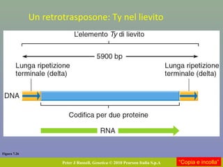 Figura 7.26
Peter J Russell, Genetica © 2010 Pearson Italia S.p.A “Copia e incolla”
Un retrotrasposone: Ty nel lievito
 