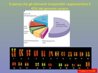 Si pensa che gli elementi trasponibili rappresentino il
45% del genoma umano
“Copia e incolla”
 