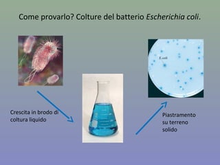 Come provarlo? Colture del batterio Escherichia coli.
Crescita in brodo di
coltura liquido
Piastramento
su terreno
solido
 