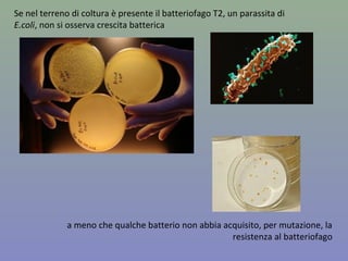 Se nel terreno di coltura è presente il batteriofago T2, un parassita di
E.coli, non si osserva crescita batterica
a meno che qualche batterio non abbia acquisito, per mutazione, la
resistenza al batteriofago
 