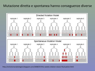 http://evilutionarybiologist.blogspot.com/2008/07/this-weeks-citation-classic-fluctuation.html
Mutazione diretta e spontanea hanno conseguenze diverse
 