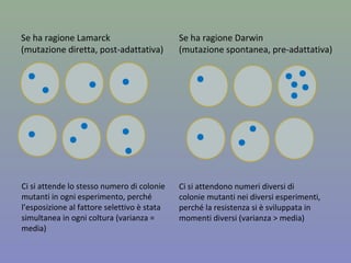 Se ha ragione Lamarck
(mutazione diretta, post-adattativa)
Se ha ragione Darwin
(mutazione spontanea, pre-adattativa)
Ci si attende lo stesso numero di colonie
mutanti in ogni esperimento, perché
l’esposizione al fattore selettivo è stata
simultanea in ogni coltura (varianza =
media)
Ci si attendono numeri diversi di
colonie mutanti nei diversi esperimenti,
perché la resistenza si è sviluppata in
momenti diversi (varianza > media)
 