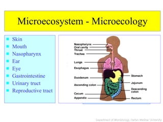 Microecosystem - Microecology Skin Mouth Nasopharynx Ear Eye Gastrointestine Urinary truct Reproductive tract Staphy E. coli Pseudomonas Strepto Nesseria Corynebacteria … . … . 