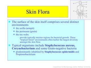 Skin Flora The surface of the skin itself comprises several distinct environments the axilla (armpit) the perineum (groin) the toe webs  provide typically moister regions for bacterial growth. These "tropical forest" environments often harbor the largest diversity amongst the skin flora Typical organisms include  Staphylococcus aureus, Corynebacterium  and some Gram-negative bacteria predominantly inhabited by  Staphylococcus epidermidis  and Propionobacterium 