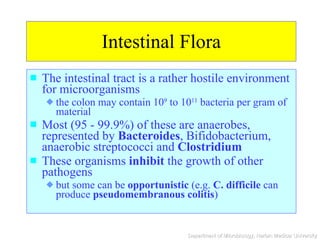Intestinal Flora The intestinal tract is a rather hostile environment for microorganisms the colon may contain 10 9  to 10 11  bacteria per gram of material Most (95 - 99.9%) of these are anaerobes, represented by  Bacteroides , Bifidobacterium, anaerobic streptococci and  Clostridium These organisms  inhibit  the growth of other pathogens but some can be  opportunistic  (e.g.  C. difficile  can produce  pseudomembranous colitis ) 