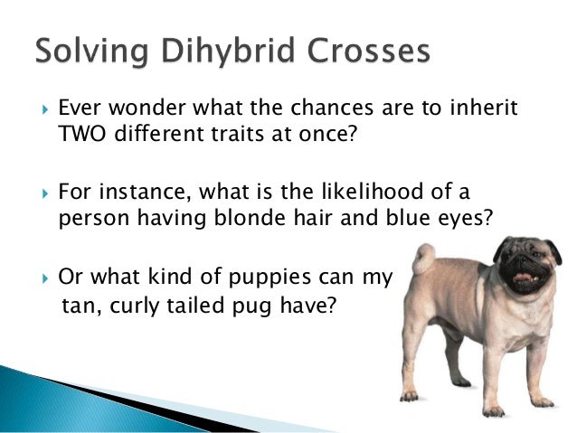  Ever wonder what the chances are to inherit
TWO different traits at once?
 For instance, what is the likelihood of a
person having blonde hair and blue eyes?
 Or what kind of puppies can my
tan, curly tailed pug have?
 