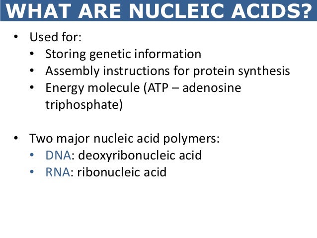 07 nucleic acids what is a nucleic acid