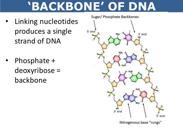 backbone of dna