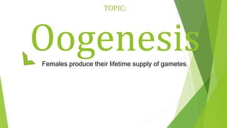 TOPIC:
Oogenesis
Females produce their lifetime supply of gametes.
 
